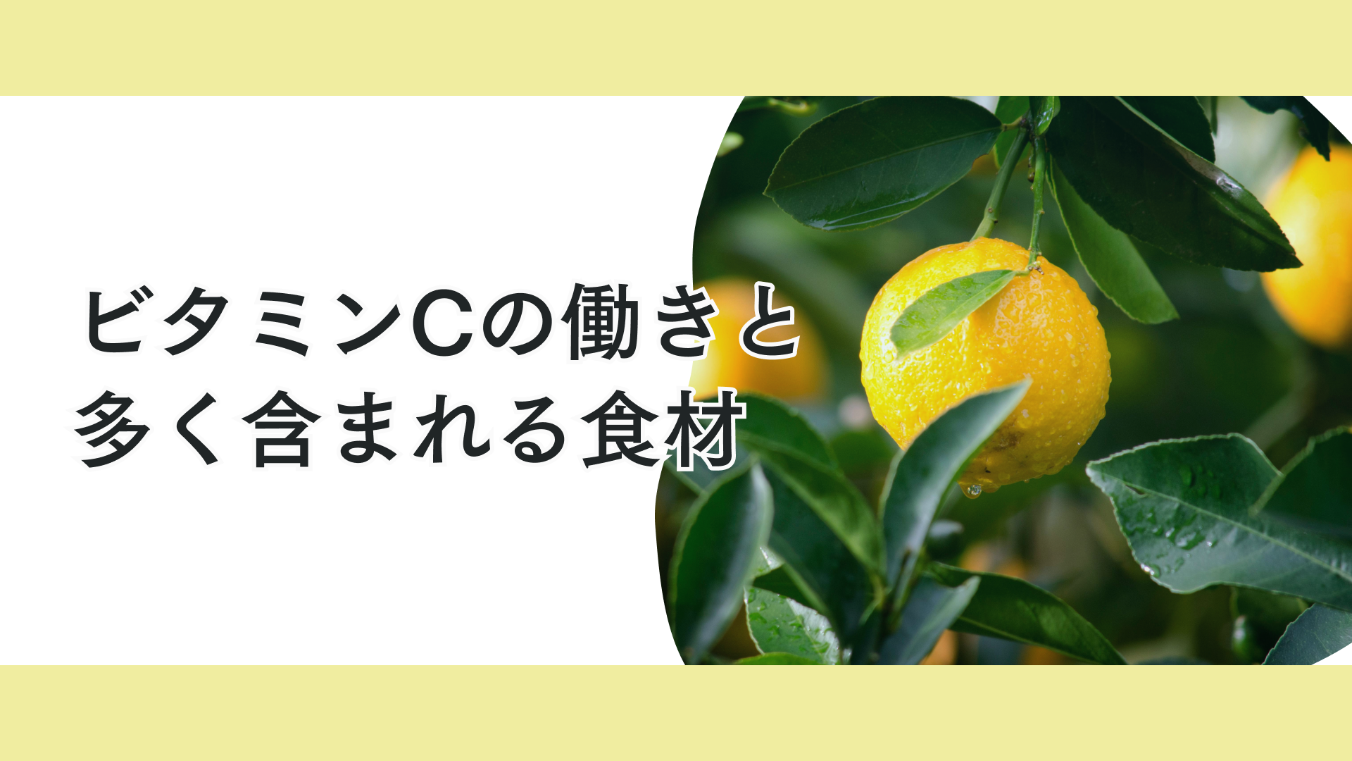 タイトル 疲労回復・免疫力アップに！ビタミンCの働きと摂り方ガイド